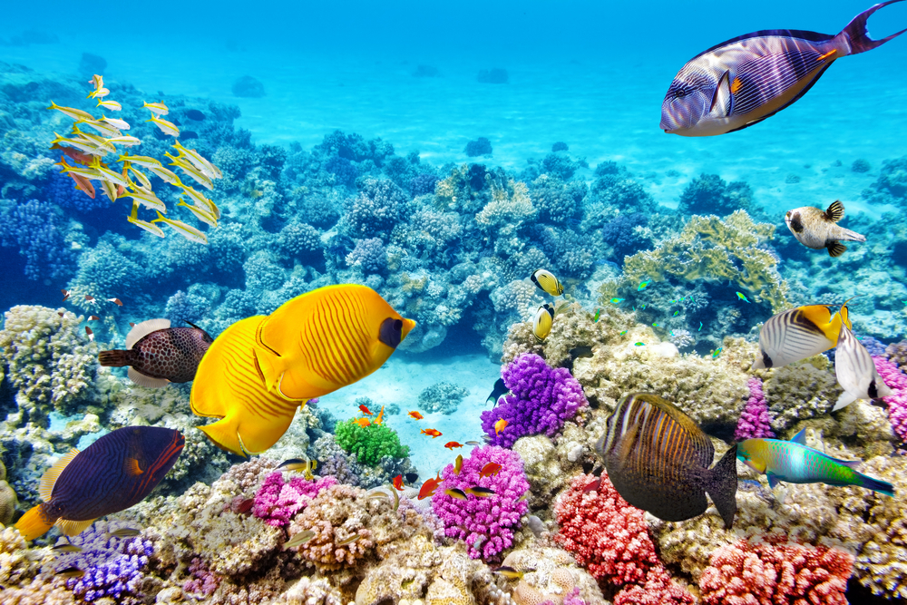 Grand Cayman