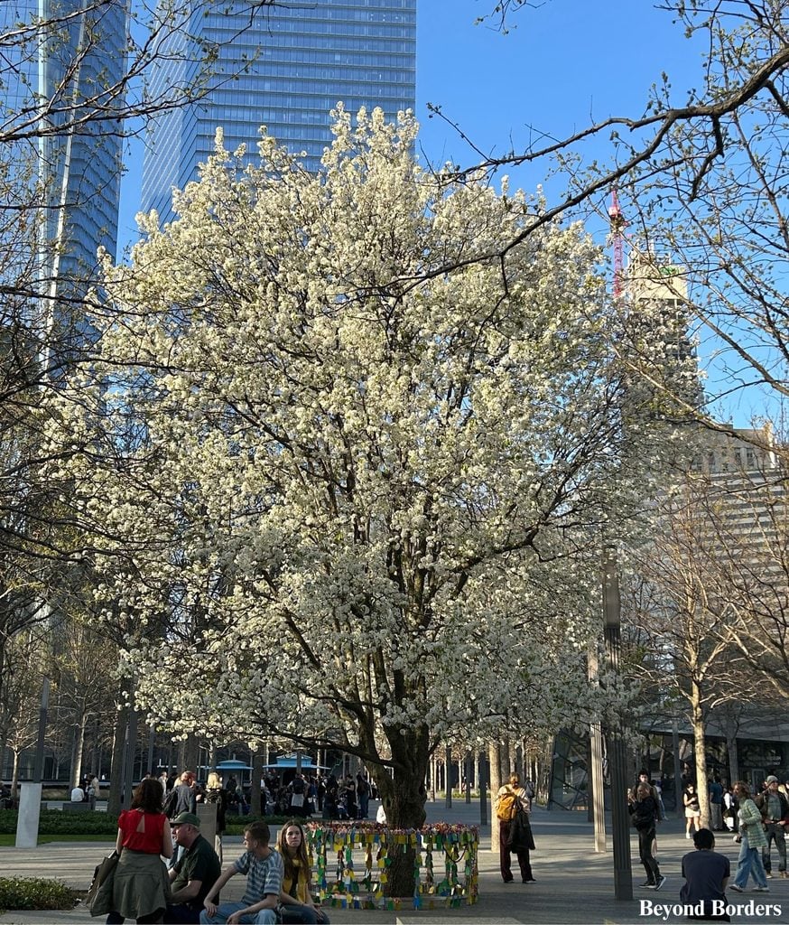 The Survivor Tree at the 9/11 Memorial and Museum in the Financial District, Manhattan, NYC