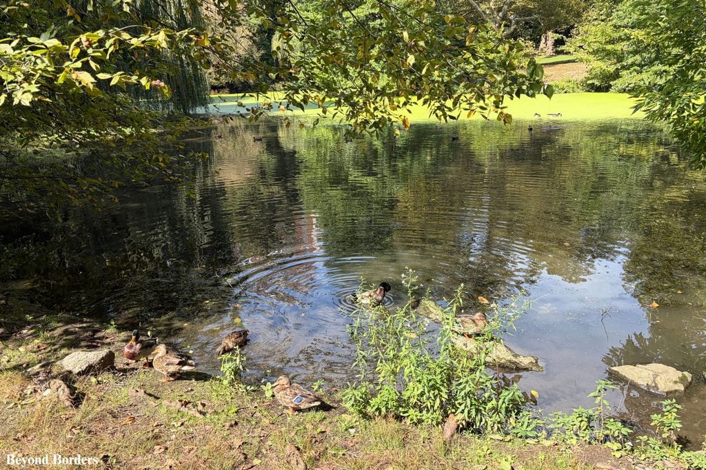 Ducks relaxing in The Pool in Central Park's north end, Manhattan, NYC